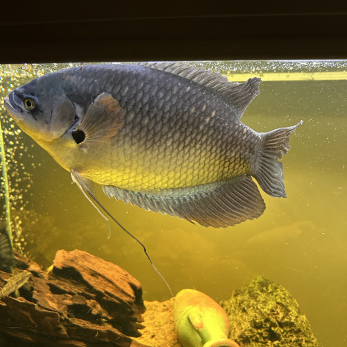 Gourami Géant
