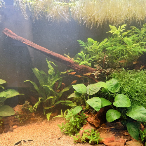 Hygrophila difformis