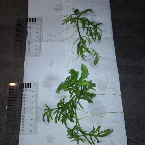 Hygrophila difformis