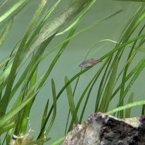 Donne rasbora galaxy pour son bien être