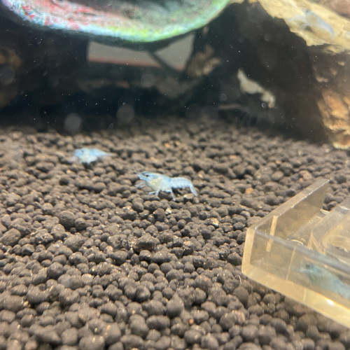 Écrevisses cherax quadricarinatus juvénile