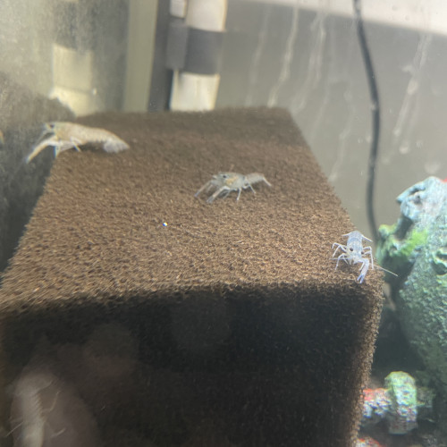 Écrevisses cherax quadricarinatus juvénile