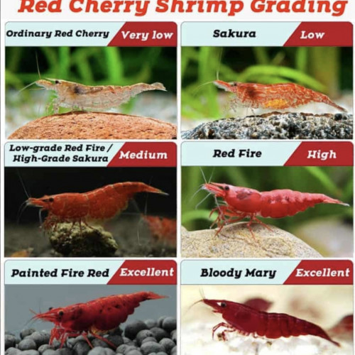 neocaridina davidi red cherry - high grade Sakura ou red