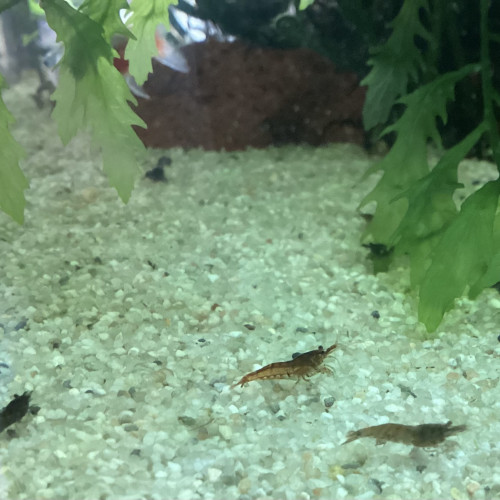 Donne crevettes couleurs diverses