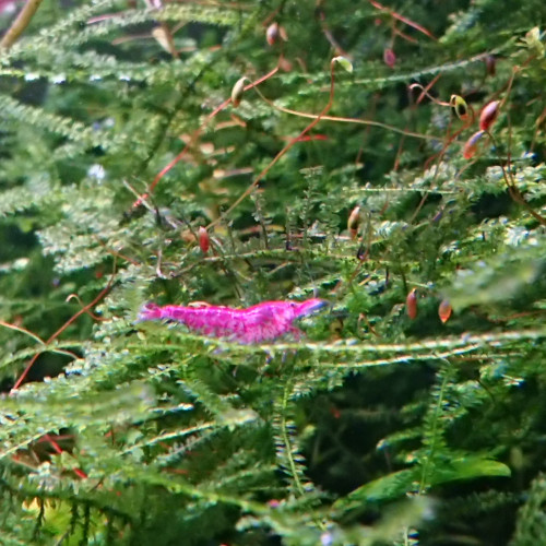 Neocaridina Red cherry