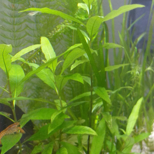 Plante Hygrophila polysperma.