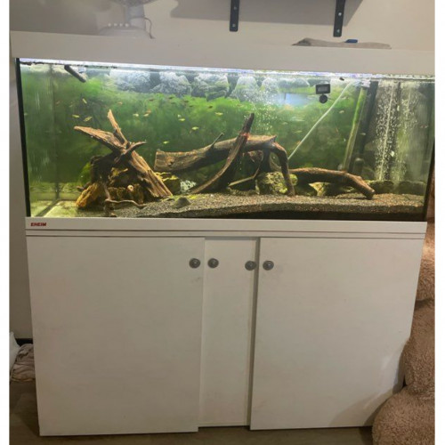 Aquarium complet avec meuble et vivants
