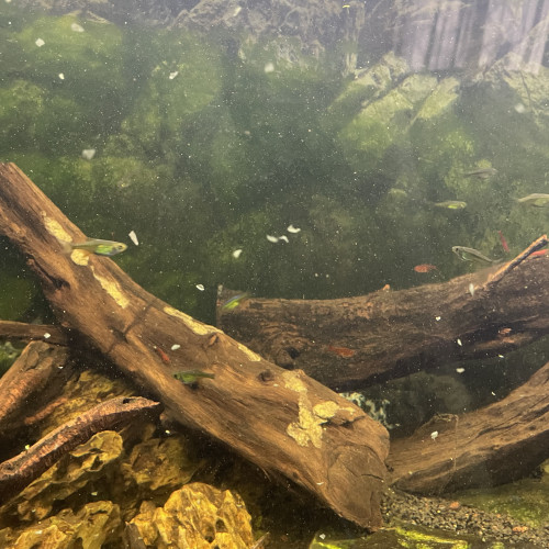 Aquarium complet avec meuble et vivants