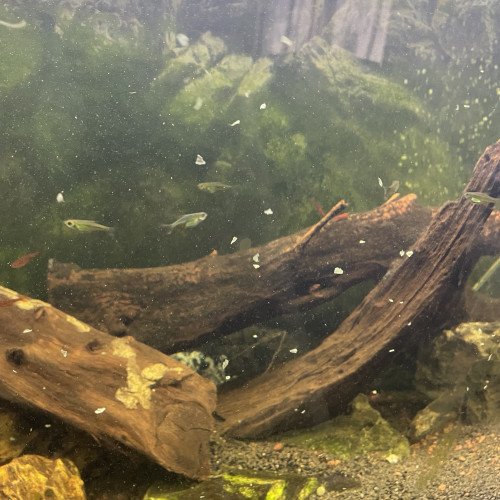 Aquarium complet avec meuble et vivants