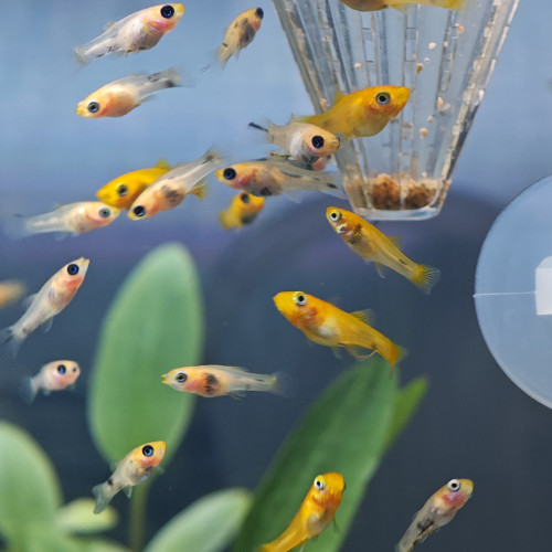 Don de molly colorés - lot de 10 poissons