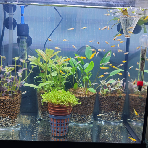 Don de molly colorés - lot de 10 poissons