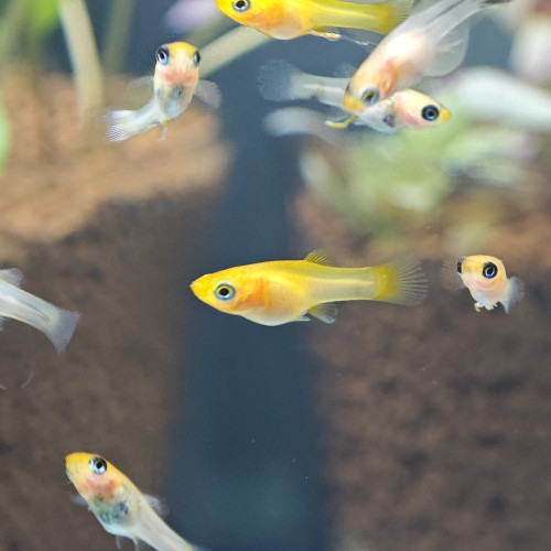Don de molly colorés - lot de 10 poissons