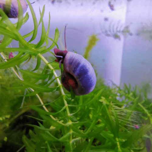 Escargot planorbes