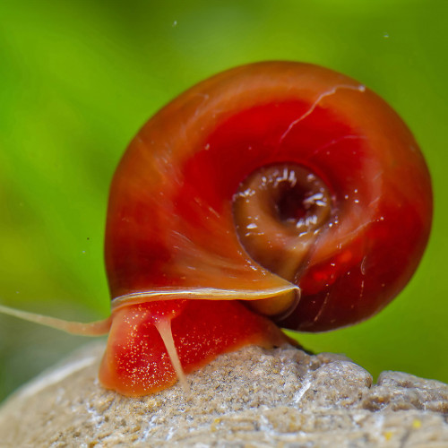 Escargot planorbes