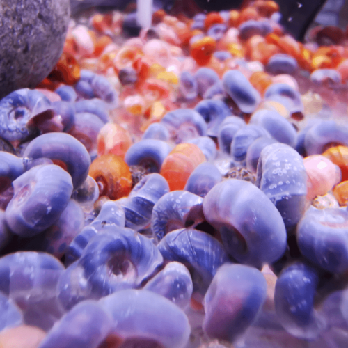 Escargot planorbe pour aquarium