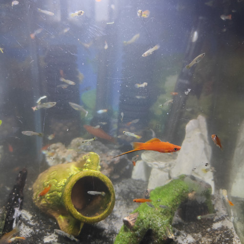 Guppy, xipho et ancistrus