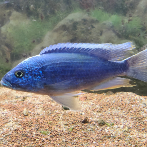 Lot complet de Cichlidés Tanganyika / Malawi adultes – Tropheus Ikola, Duboisi, Aulonocara