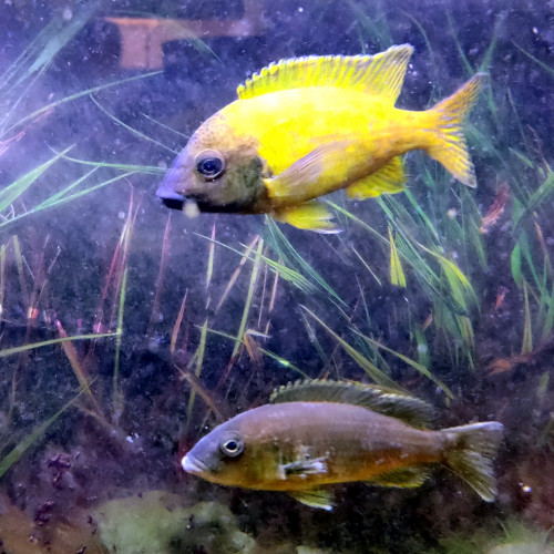 Lot complet de Cichlidés Tanganyika / Malawi adultes – Tropheus Ikola, Duboisi, Aulonocara