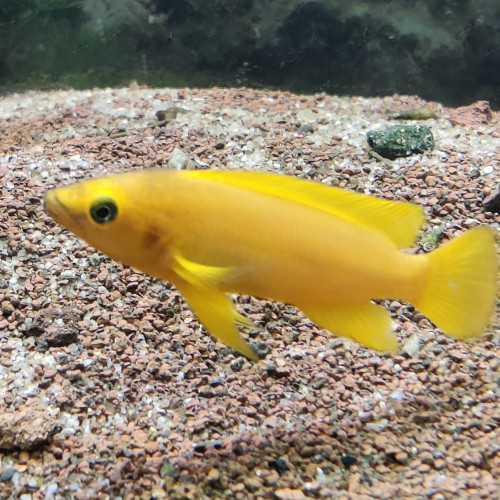 Lot complet de Cichlidés Tanganyika / Malawi adultes – Tropheus Ikola, Duboisi, Aulonocara