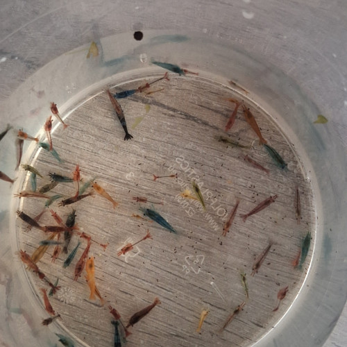Crevette neocaridina déclassé tout venant