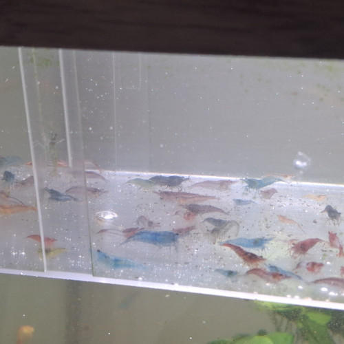Crevette neocaridina déclassé tout venant