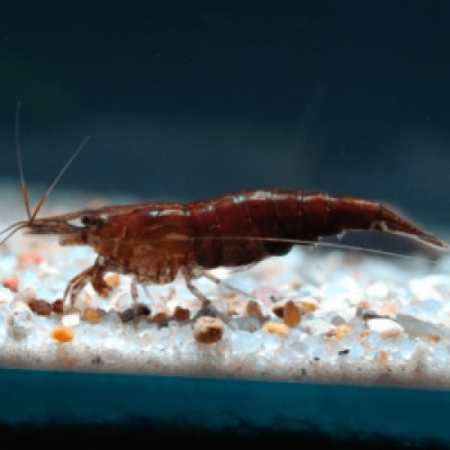Crevettes sakura chocolat