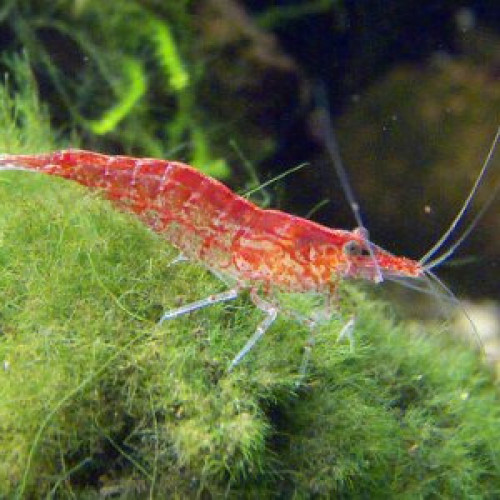 Crevettes Red Cherry