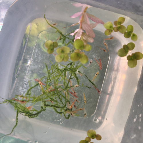 neocaridina davidi red cherry - déclassé