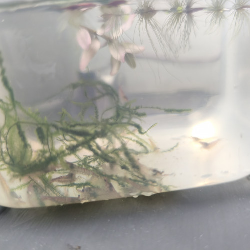 neocaridina davidi red cherry - déclassé