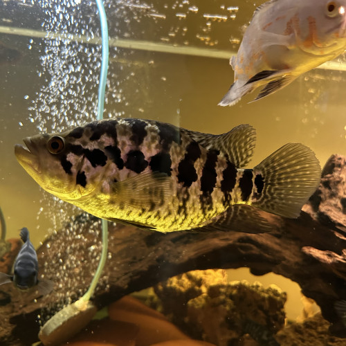 Parachromis Managuensis