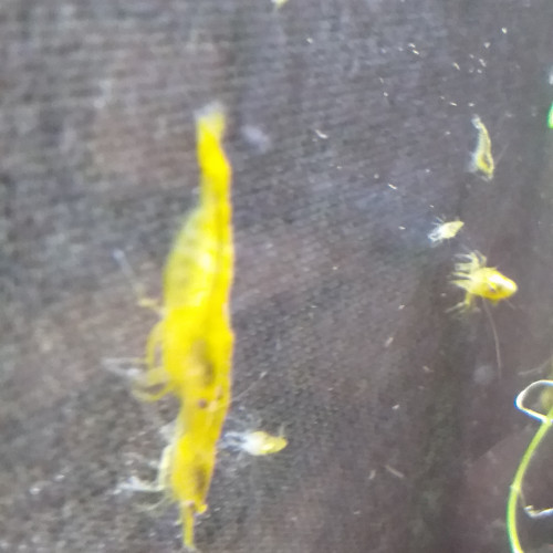 Yellow néons