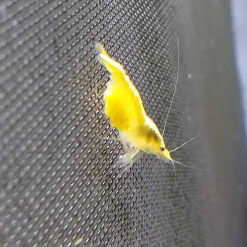 Yellow néons