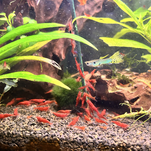red sakura