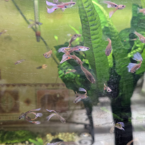 A donner aquarium et guppys