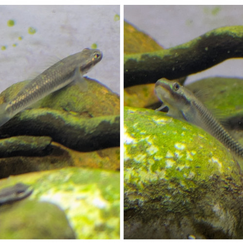 Gobie stiphodon semoni