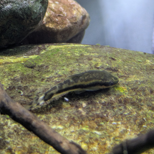 Otocinclus affinis