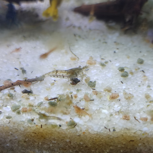 Crevettes déclassées