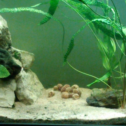 Cryptoocoryne aponogetifiola