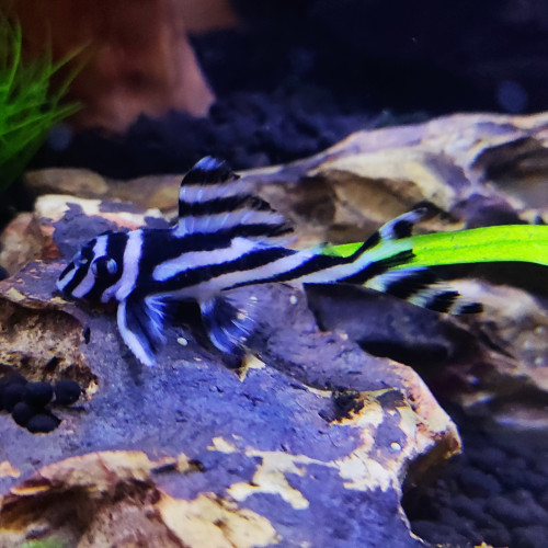 Hypancistrus zebra