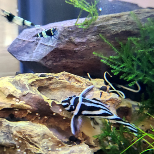 Hypancistrus zebra