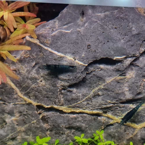 Crevettes neocaridina hybride blue velvet / blue dream, low grade ou déclassées