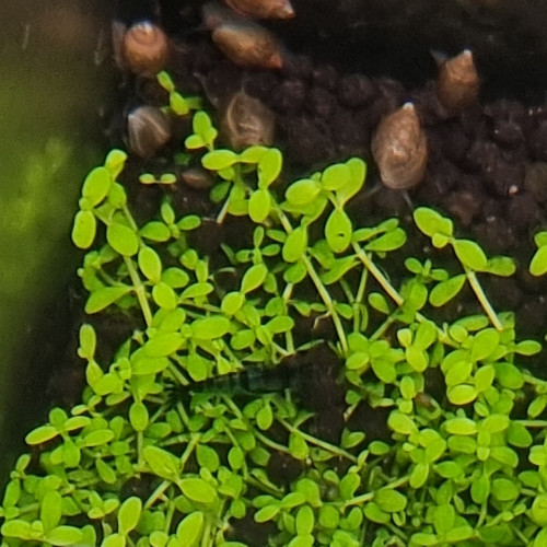 Crevettes neocaridina hybride blue velvet / blue dream, low grade ou déclassées