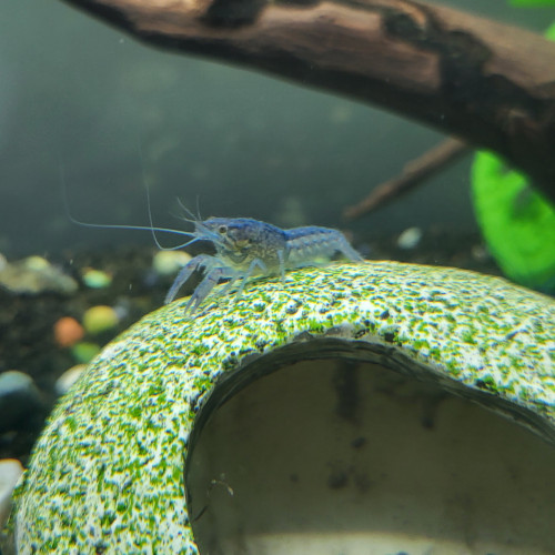Procambarus alleni