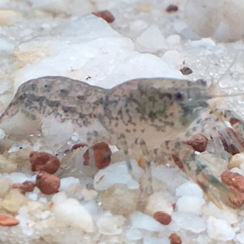 Cambarellus Diminutus.