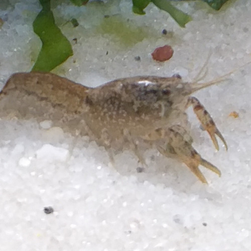 Cambarellus Diminutus.