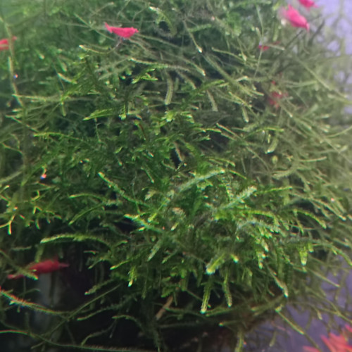 Crevettes néocaridina Red Cherry