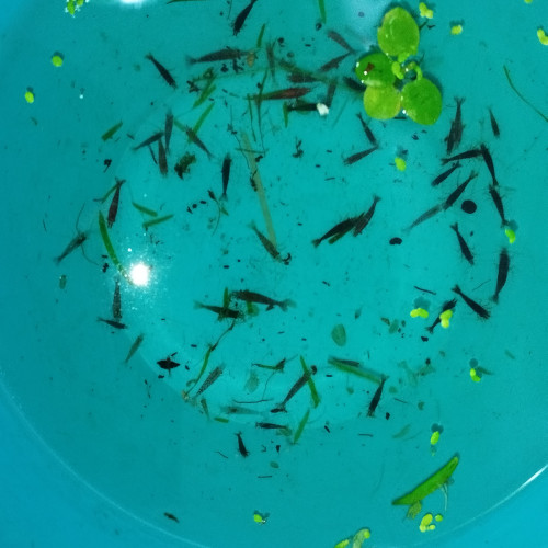 Neocaridina davidi déclassées