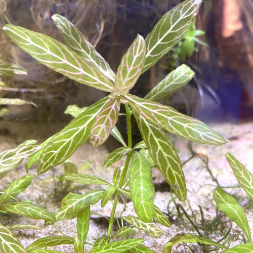 Hygrophila polysperma Rosanervig