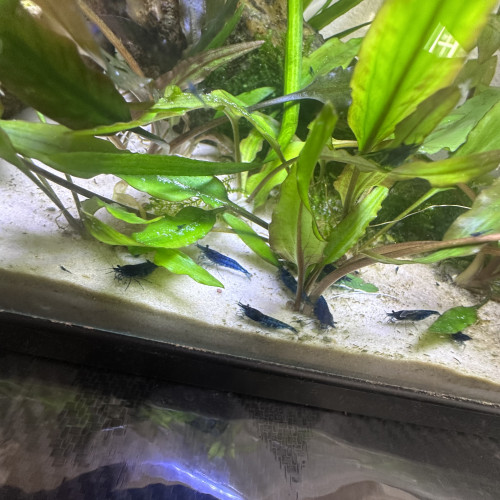 Neo caredina bleu velvet