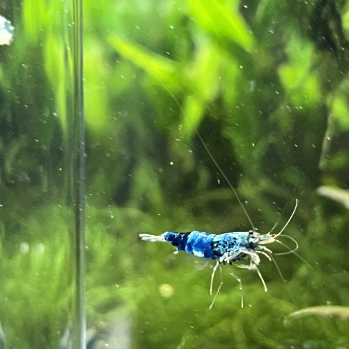 Creazy blue